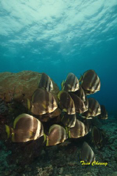 Batfish @ Sipadan by Taco Cheung 